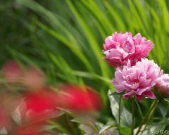 Tapeta Nature Flowers 232.jpg